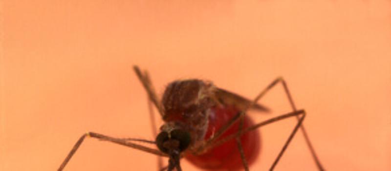 Can you get AIDS from mosquitoes? Rutgers University says no.