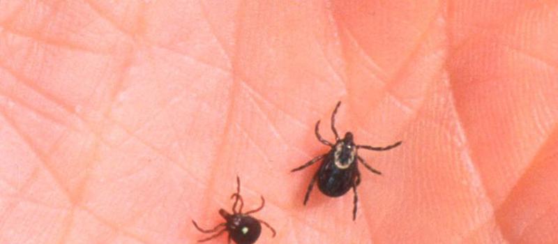 Human cases of tick-borne Lyme disease on the rise in state