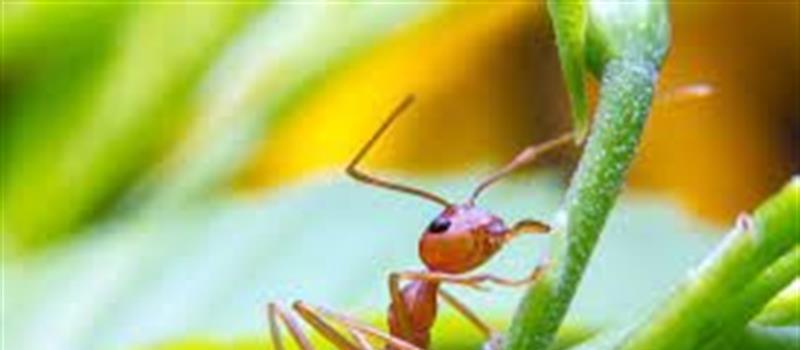 Maximizing Fire Ant Control: The Importance of Timing Treatment