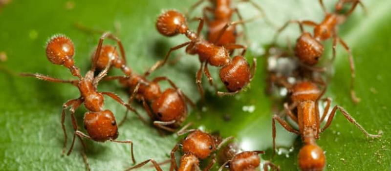 Fire Ants in Florida