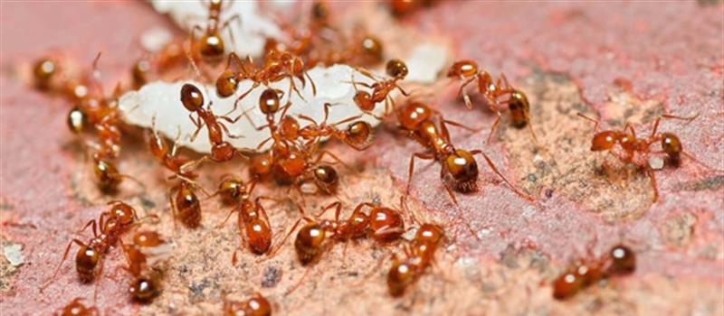 Say Goodbye to Fire Ants: Tips and Tricks for Effective Pest Control