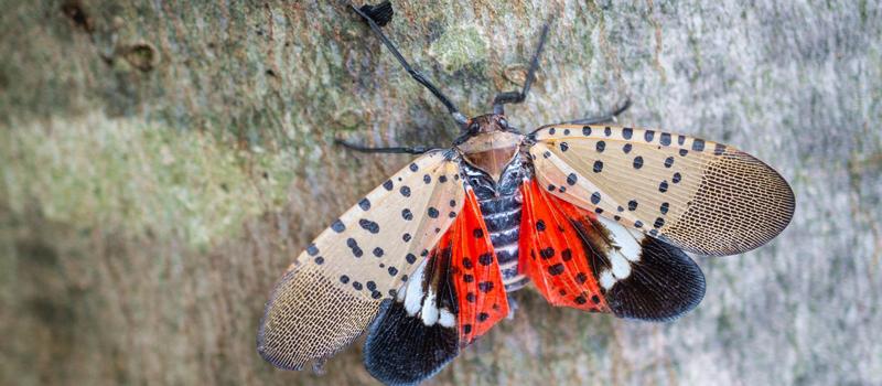 Breeding Lanternflies Found in Fitchburg MA