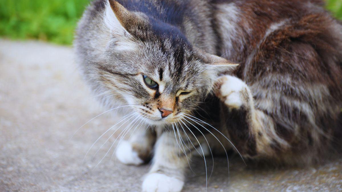 Why You Shouldn’t Ignore Fleas in Your Yard