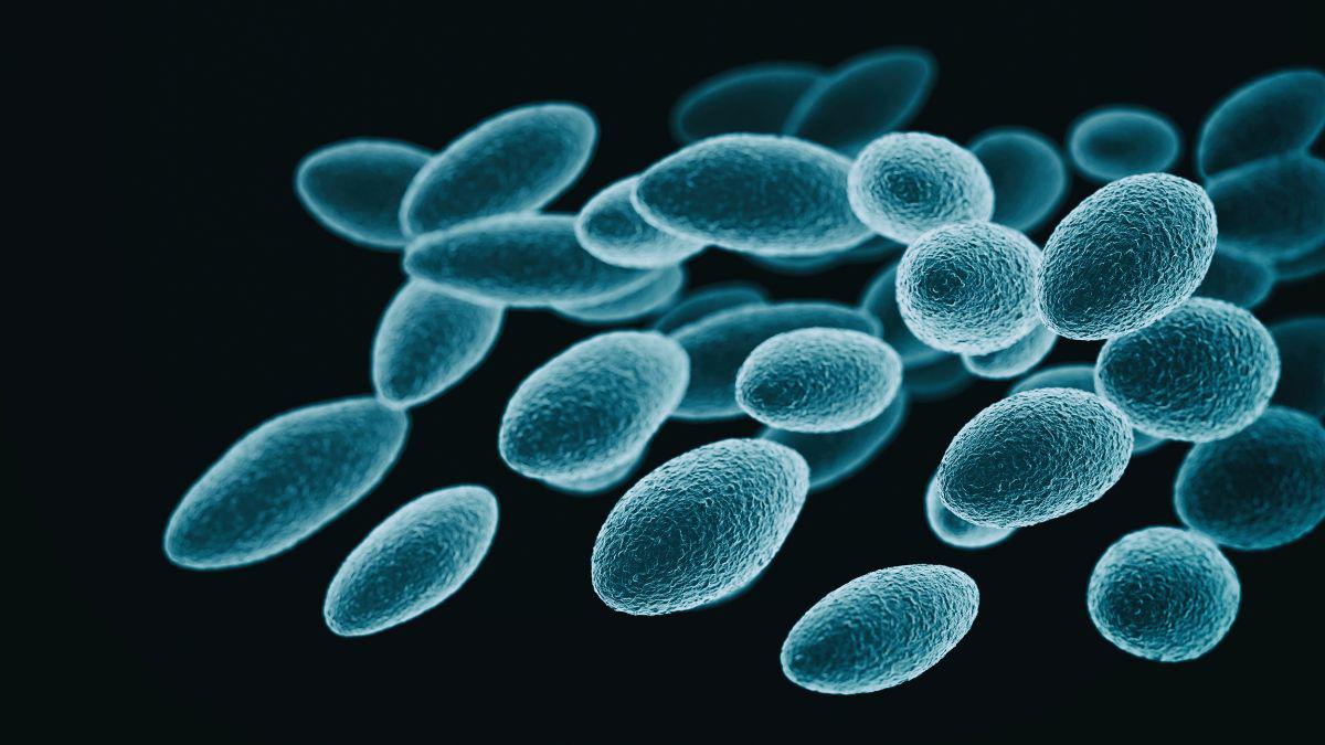 The Value of Flea Control in Wake of Plague Diagnoses