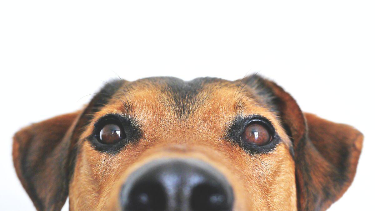 I Found a Flea on My Dog, What Next?