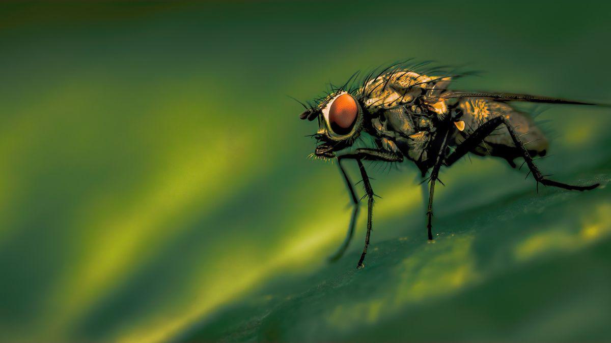 Fleas and Flies – Vectors or Just a Nuisance?