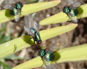 How to Keep Flies Away from Your Yard in Greensboro NC