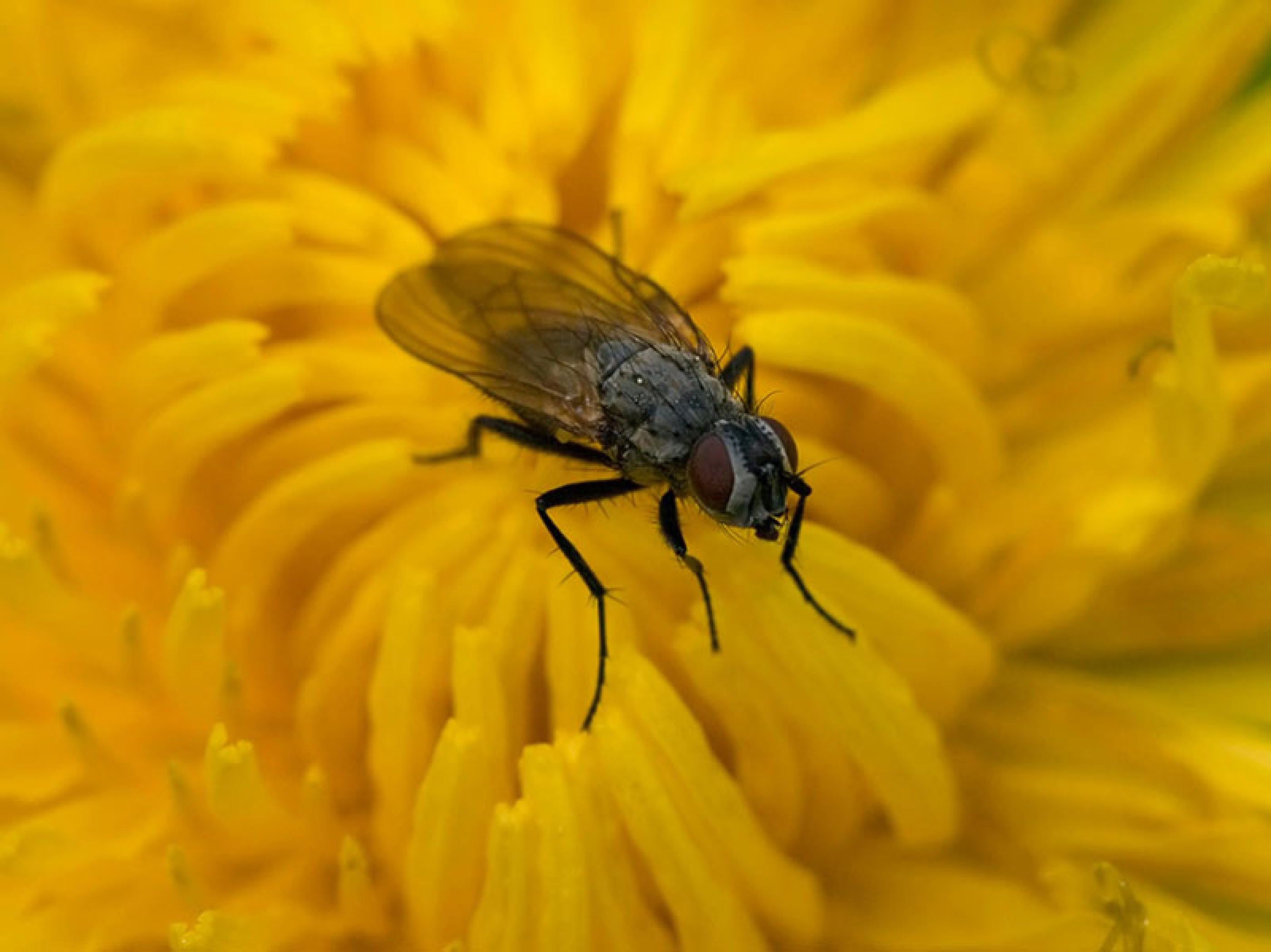 A fly on top of a flower