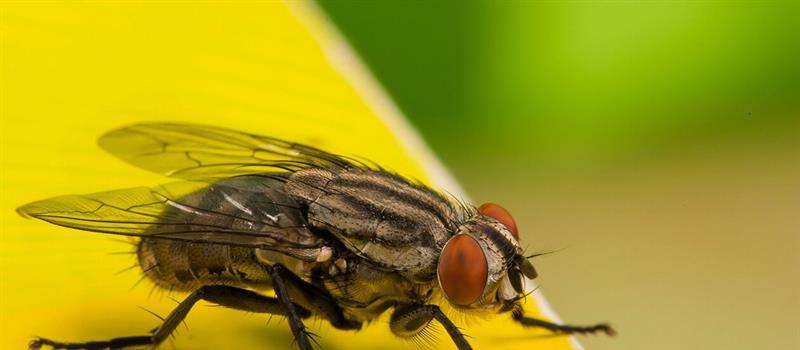 How do I get rid of flies in Florida?