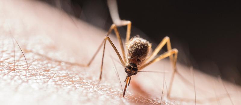 This Virginia Mosquito is a Voracious Daytime Biter