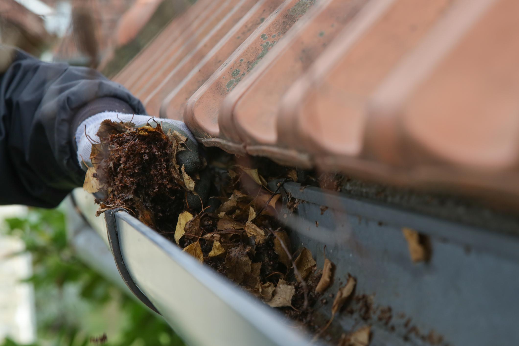 How to get rid of flies