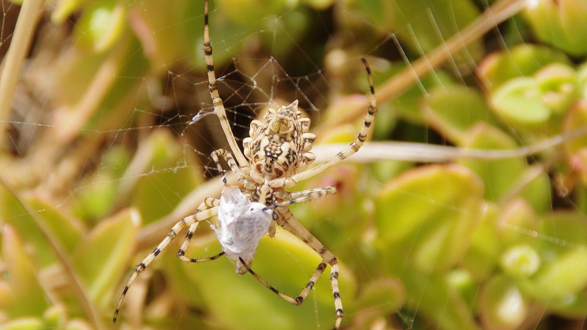 How Do You Get Rid of Spiders Easily?