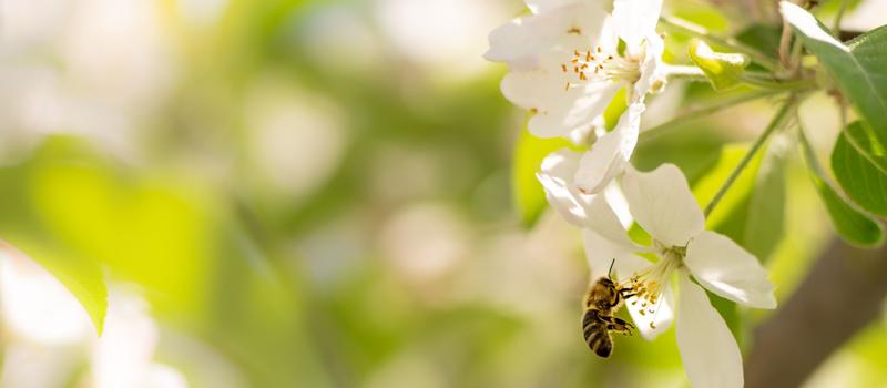 Celebrating World Bee Day, 2020