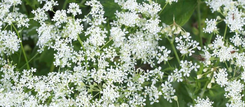 Toxic Plant Poison Hemlock Is Springing Up in Backyards Across the U.S.