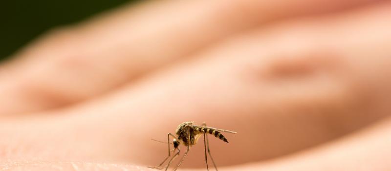 West Nile Virus Cases On the Rise in the United States