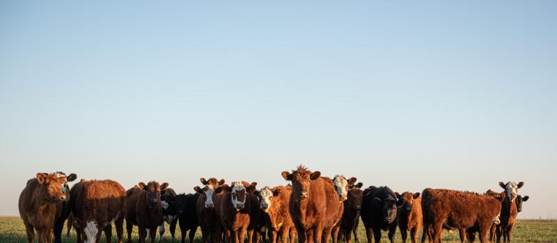 Mosquitoes and Their Impact on Livestock Health