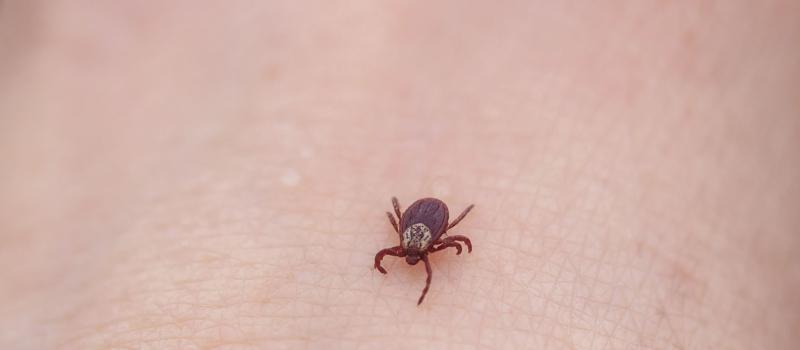 Don’t Tick Me Off! Know What Ticks Carry Lyme Disease