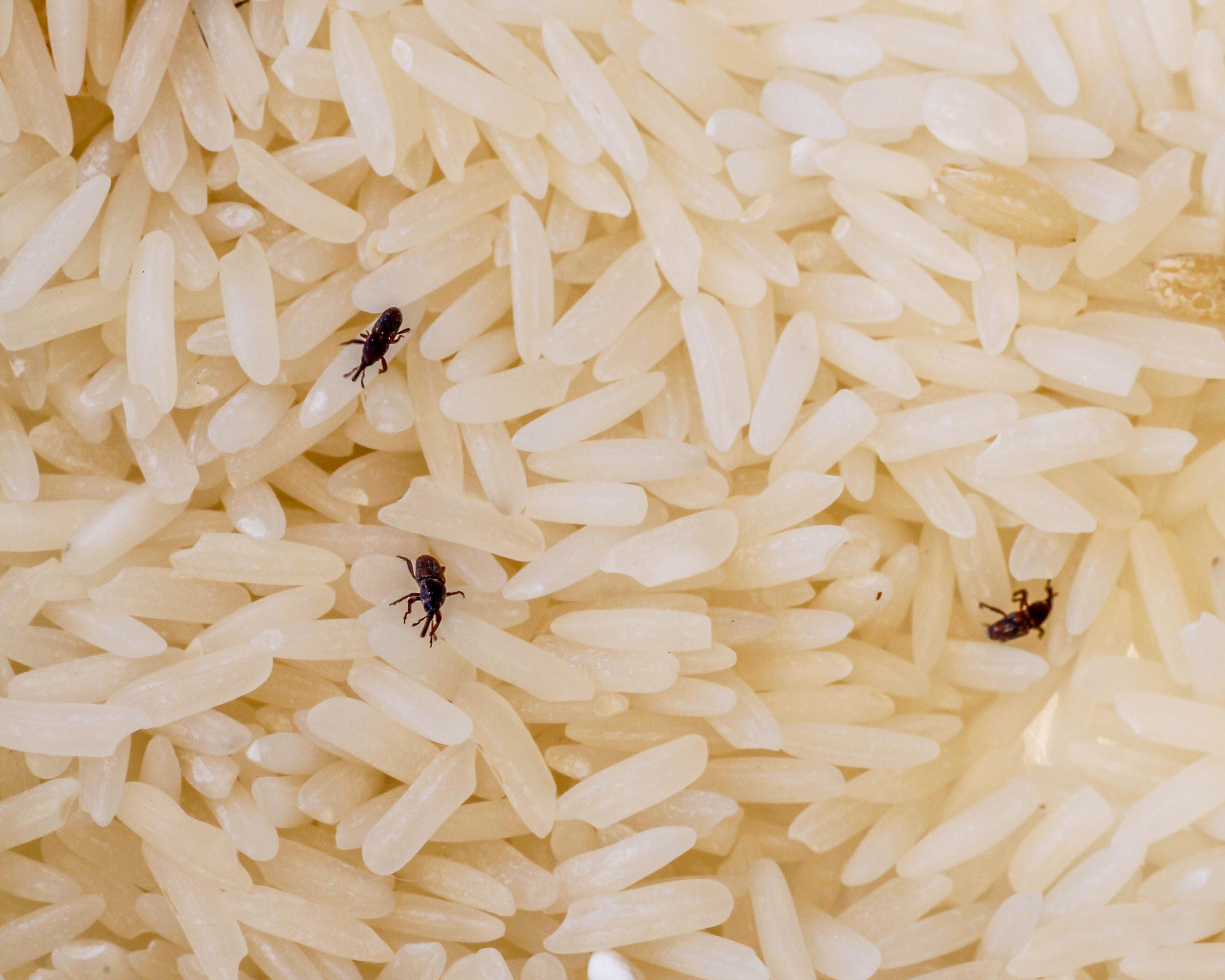 How to Remove Bugs from the Kitchen: Ants and Weevils