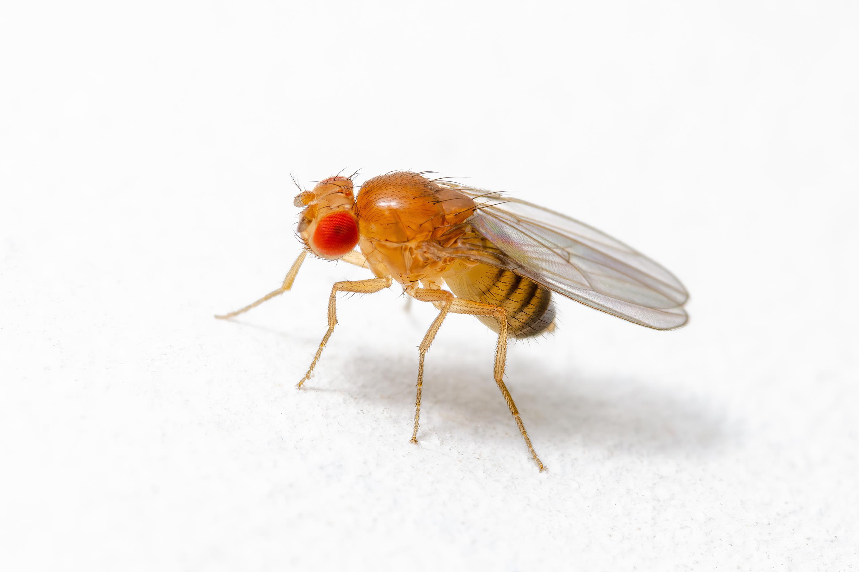 The Difference Between Fruit Flies and Drain Flies