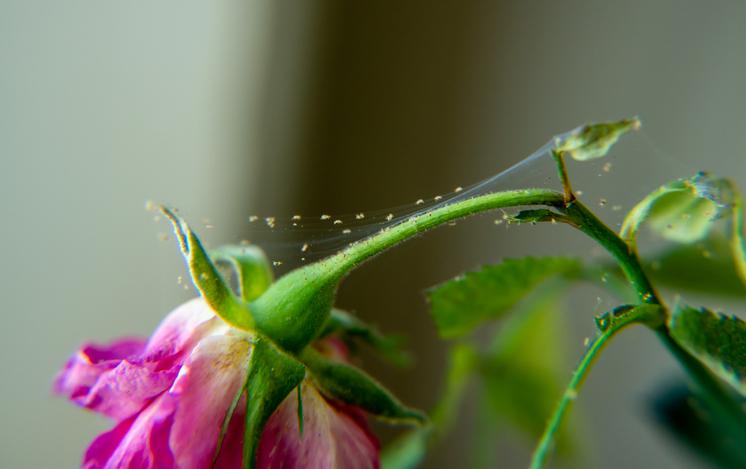 The Menace of Spider Mites