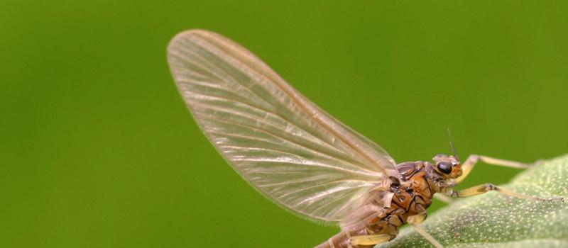 The Difference Between Mayflies and Mosquitoes
