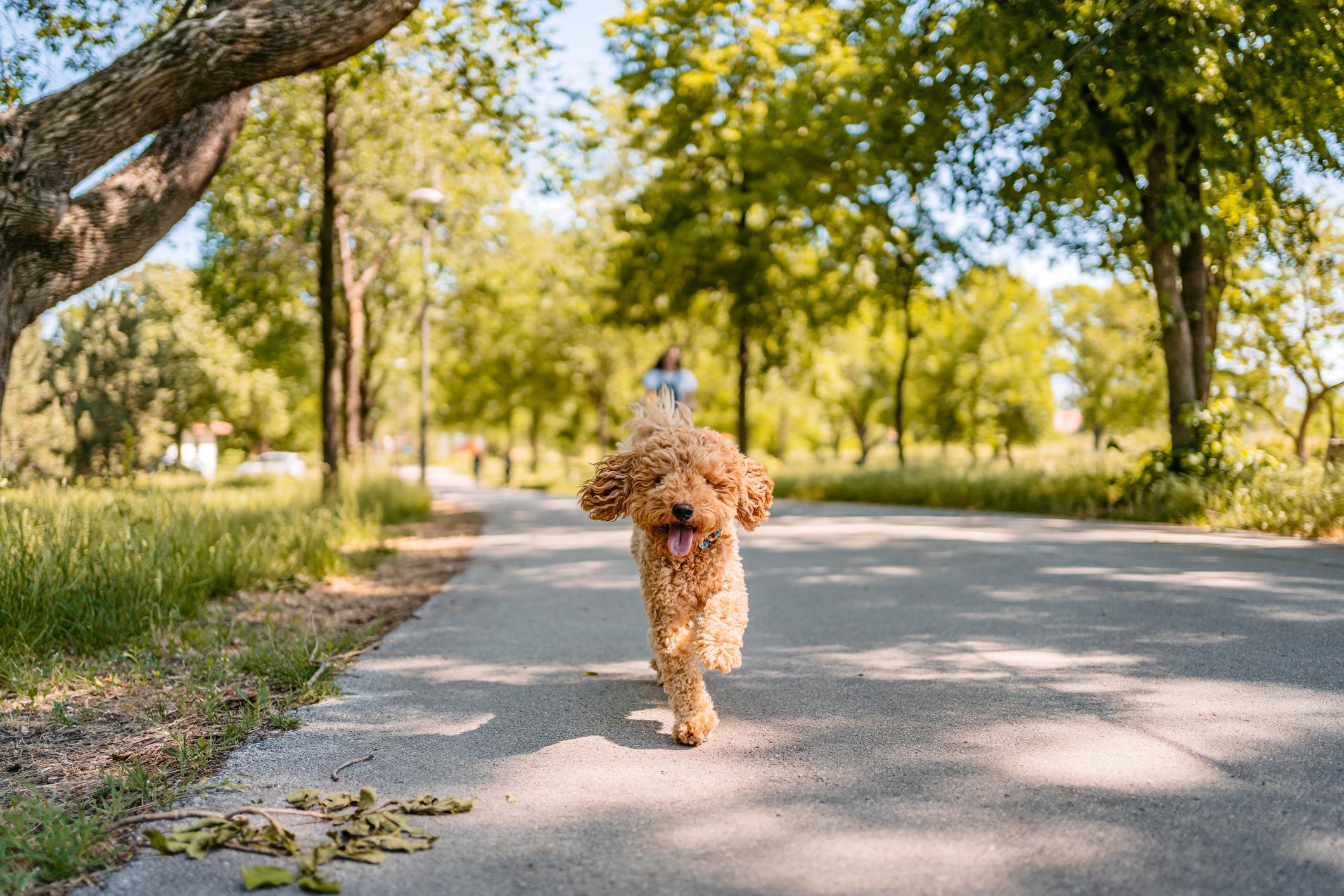 Mosquito Bites on Dogs - Should You Take Precautions?