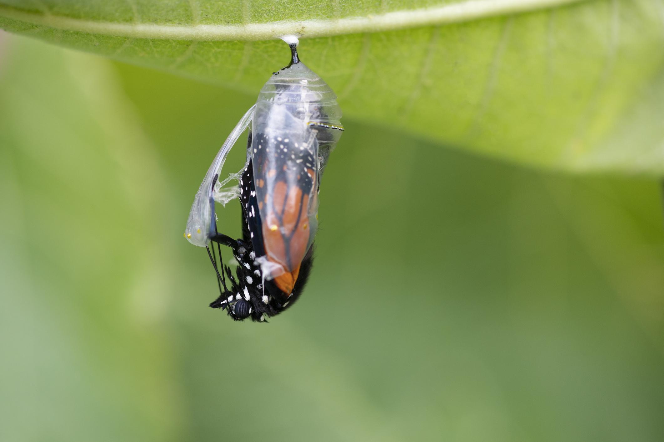 THE LIFE CYCLE OF A BUTTERFLY: FROM PUPA TO POLLINATOR