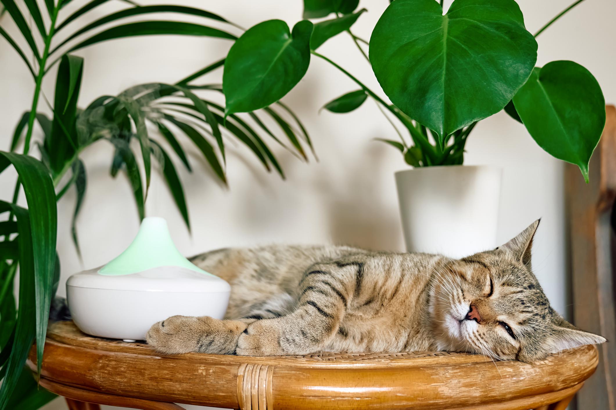 Safe Scents: How to Use Essential Oils with Pets