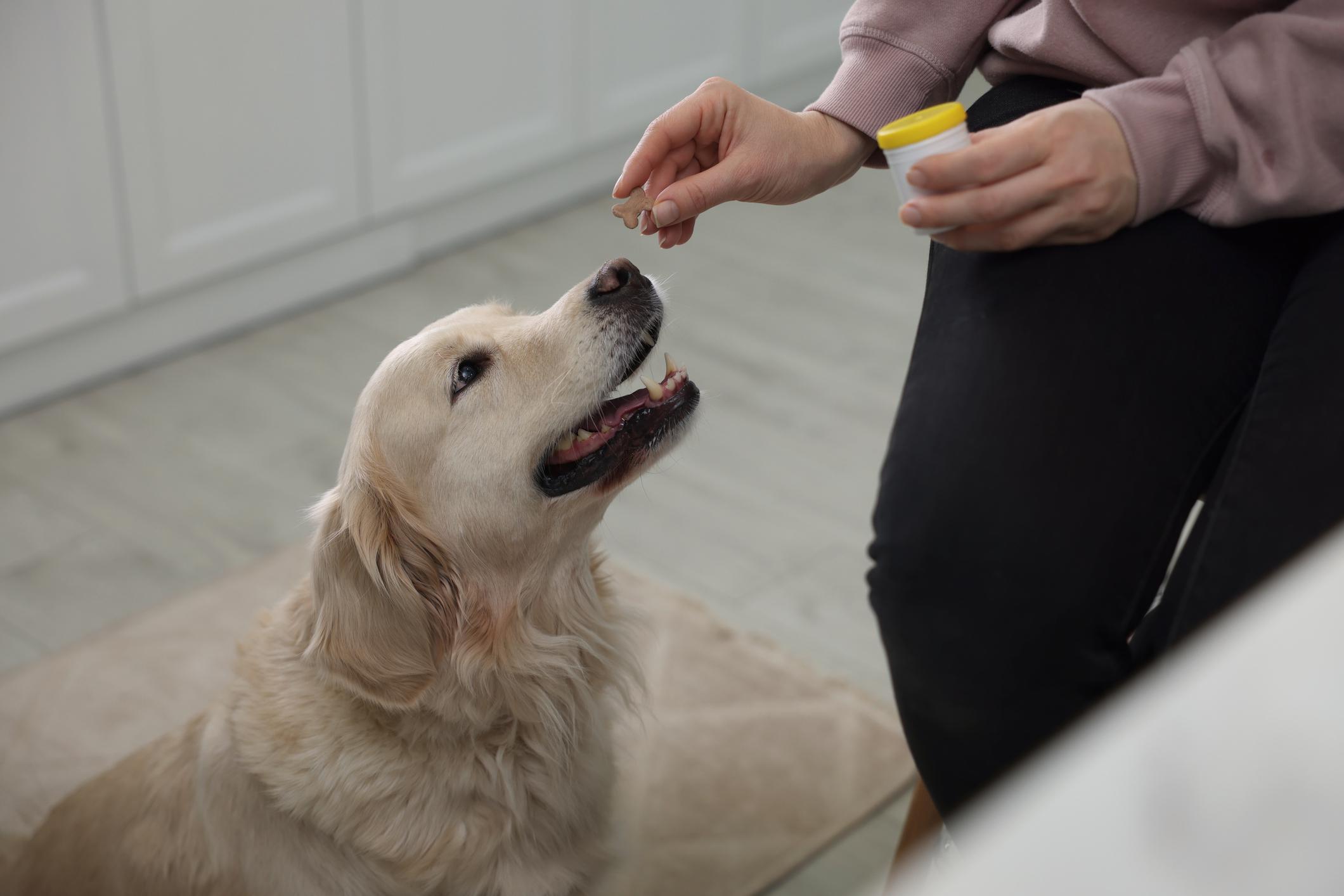 Prevent and Treat Heartworms in Dogs