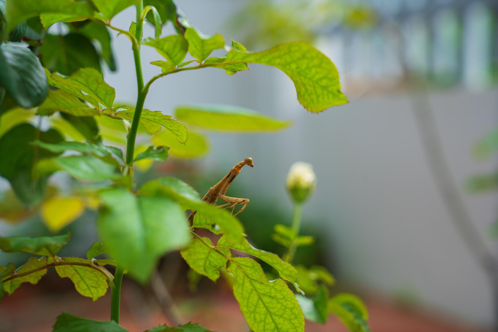 Beneficial Bugs to Have in Your Garden