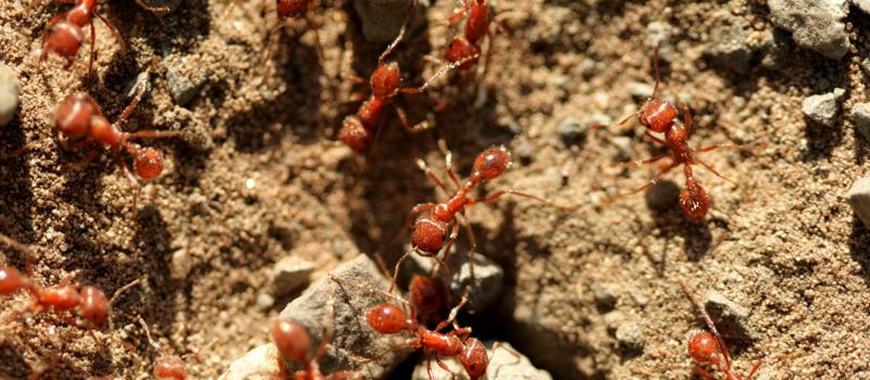 How To Relieve Fire Ant Bites