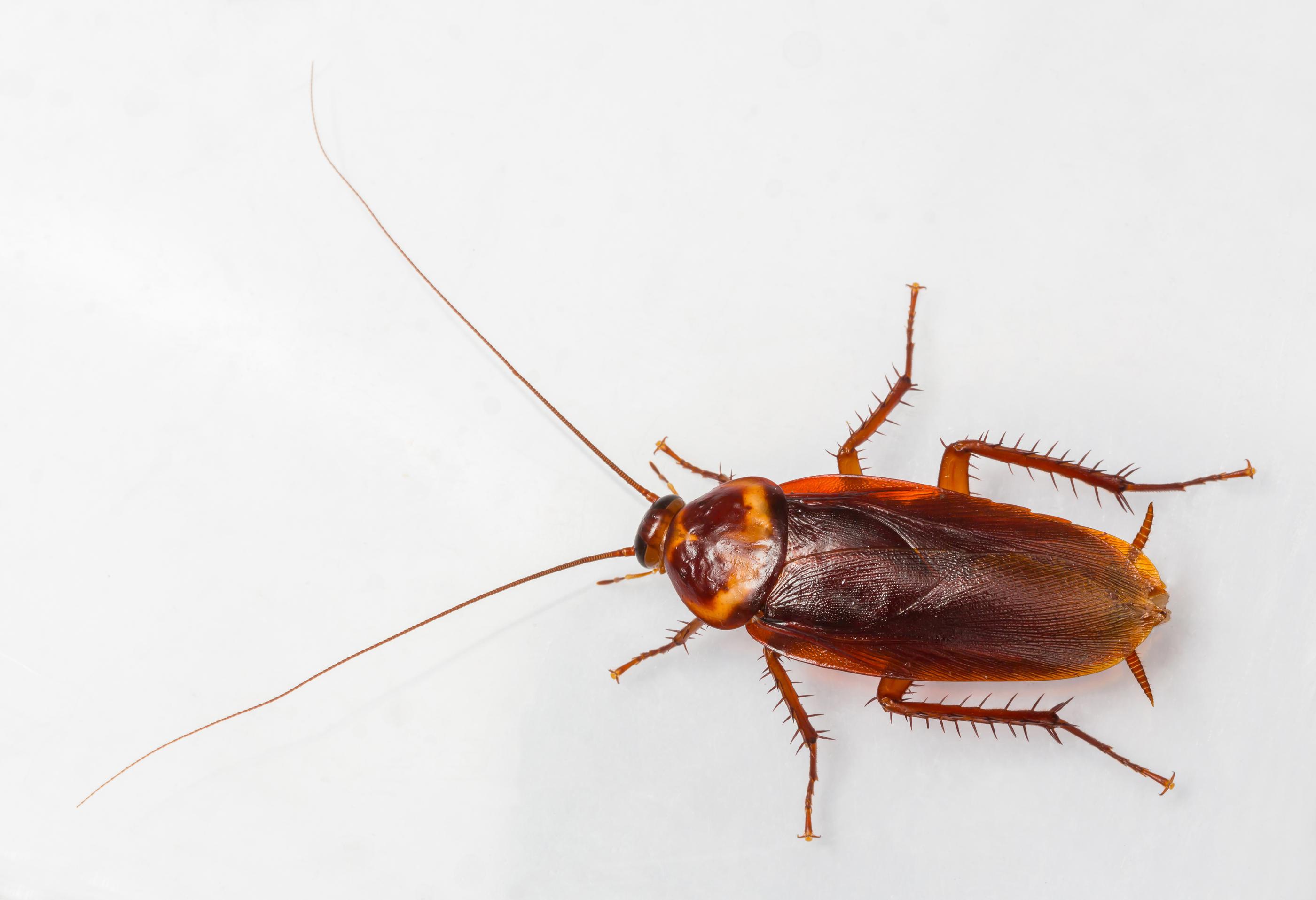 Roaches Around the Home
