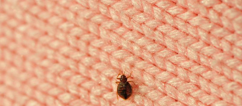 Are You Really Sleeping Alone? Signs That You May Have Bed Bugs