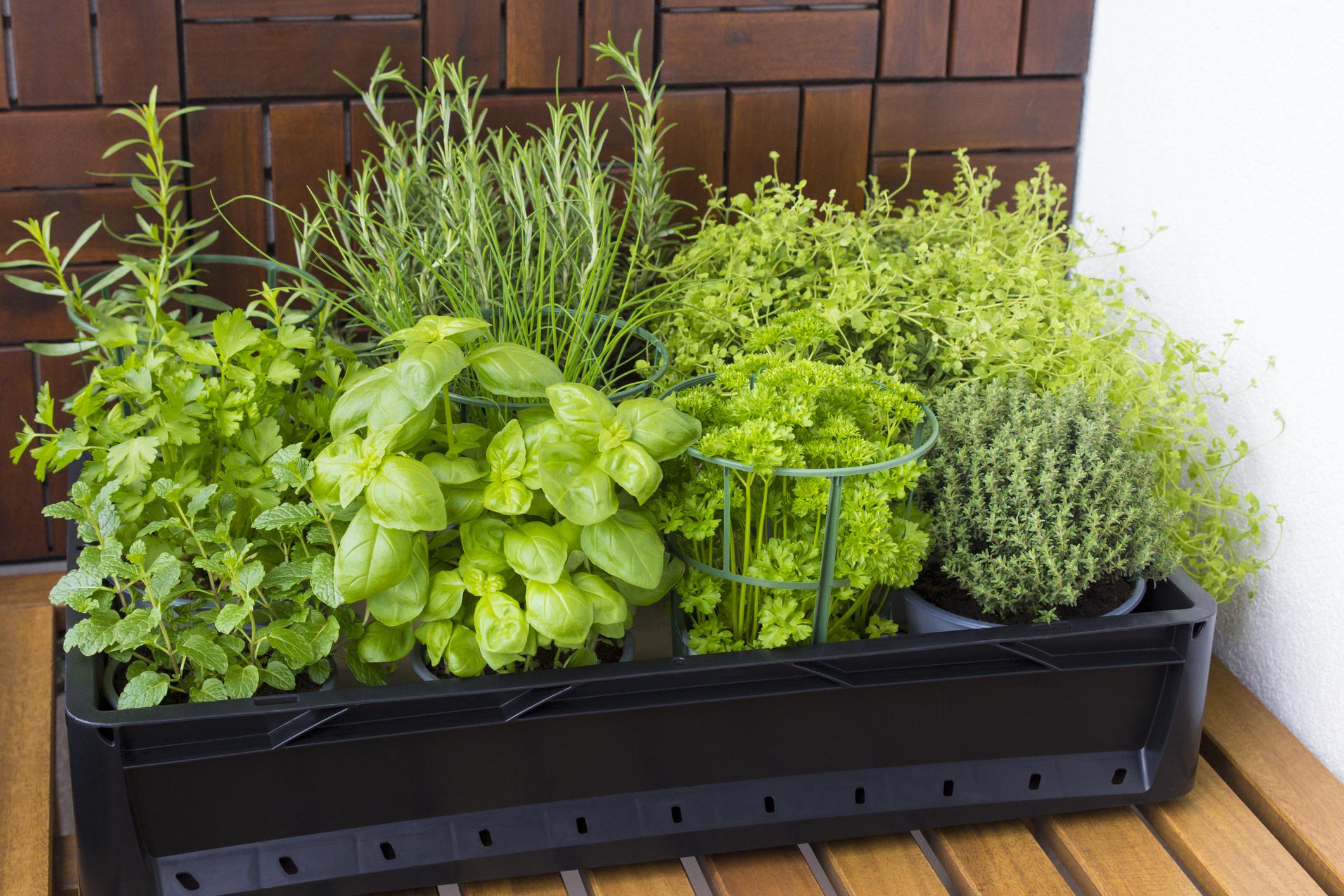 The Best Herbs to Help Deter Pests