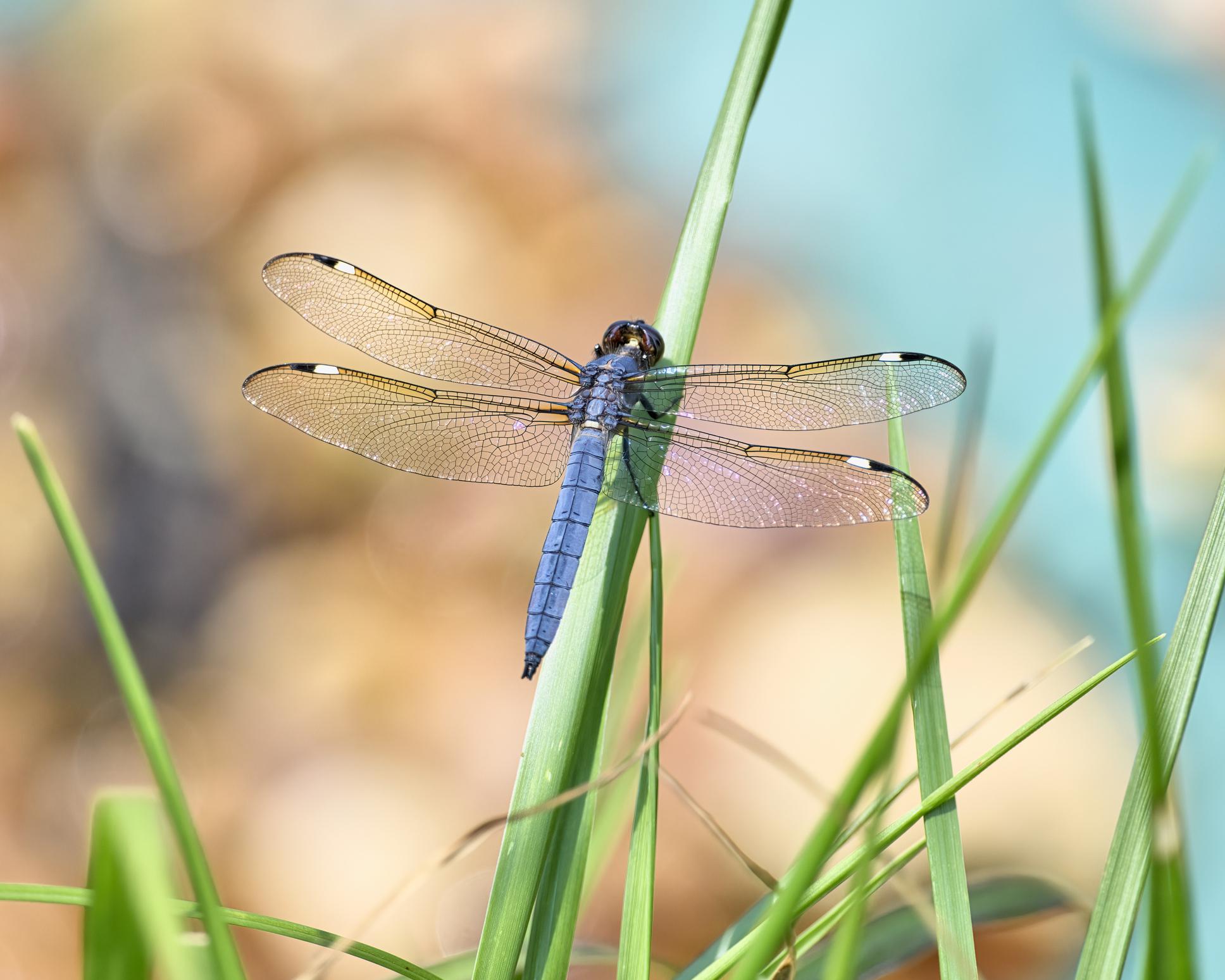 Insect-Eating Insects – The Unsung Heroes of Pest Control