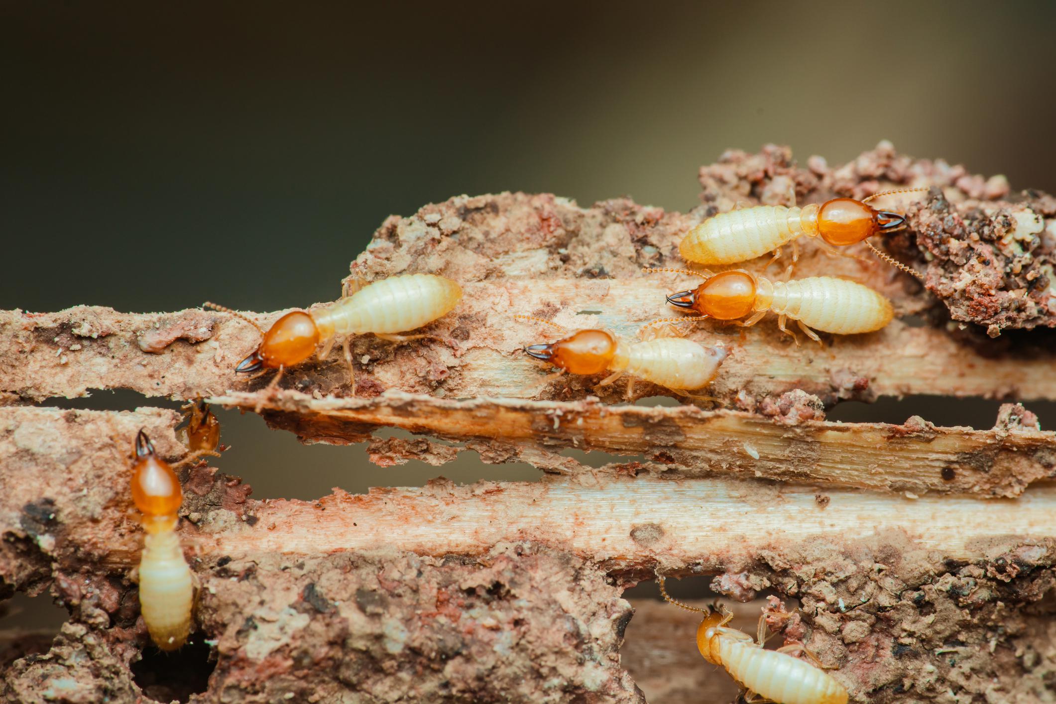 termites eating wood