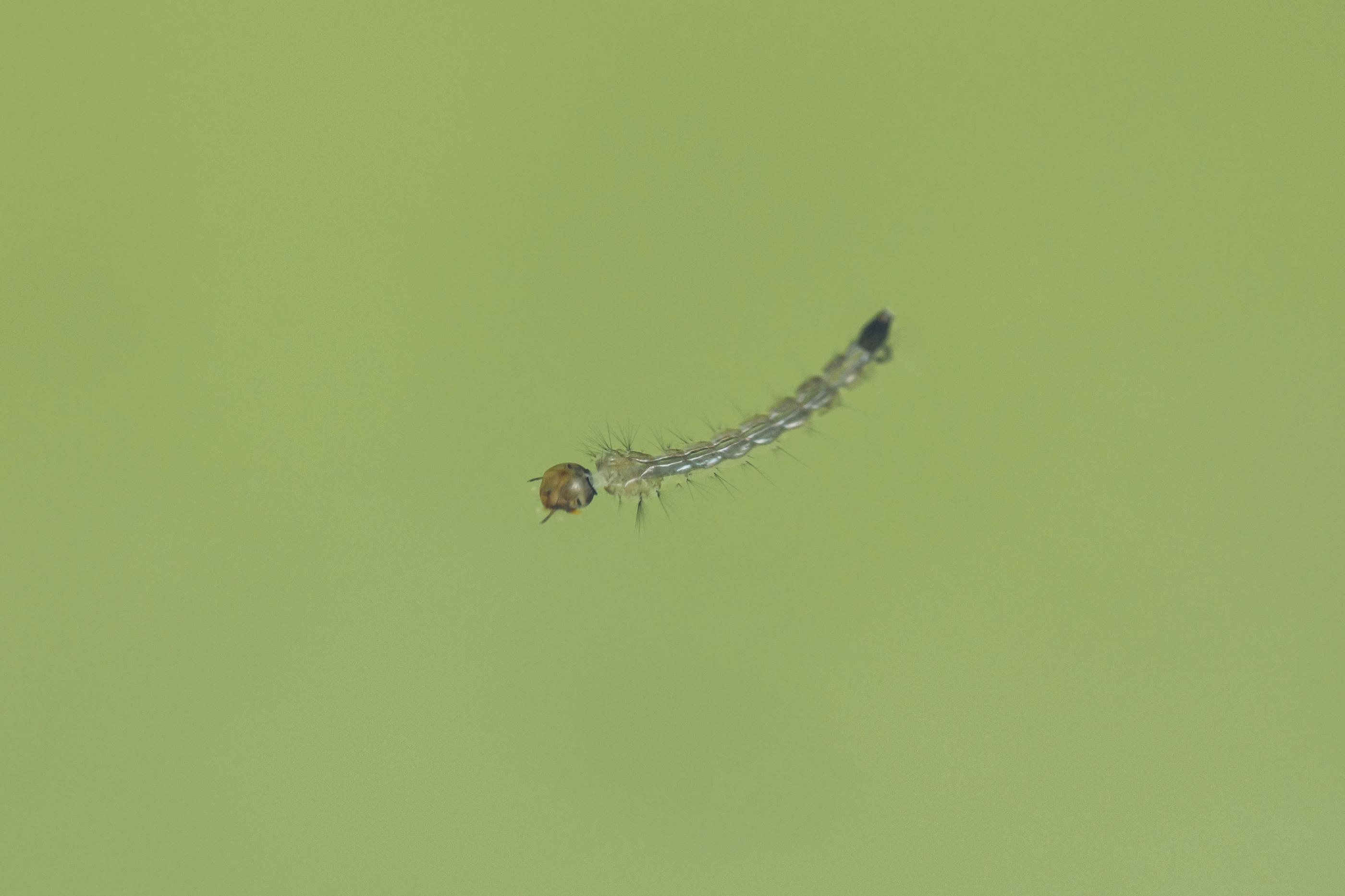 Your Guide to Mosquito Larvae: How to Identify and Help Kill Them