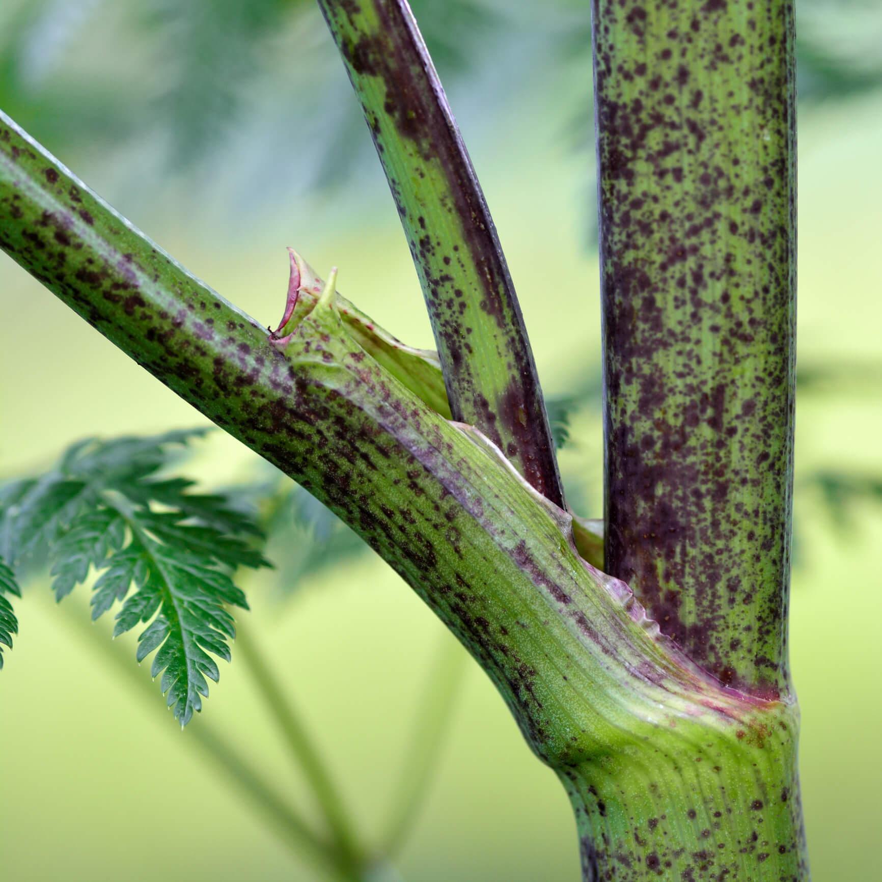 The stem of poison hemlock