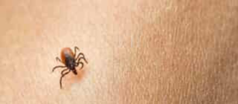 Little Known Facts About Ticks