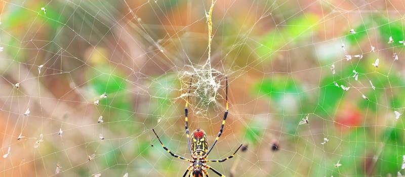 Meet the Joro Spider
