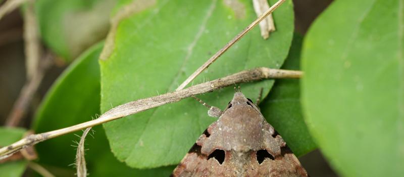 Moths Are Pollinators, Too!