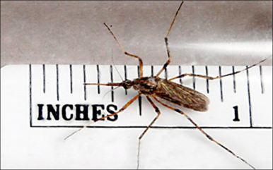 Mega mosquito discount