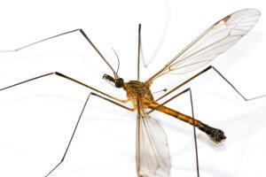 Besides the side effects of Deet, research is indicating mosquitoes are less resistant to it now.