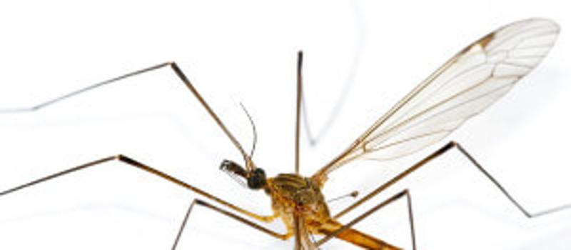 Scientists Identify Reason Behind Malaria Growth In Organism : LIFE : Tech Times