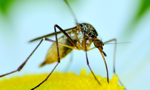 Life Cycle of a Gnat