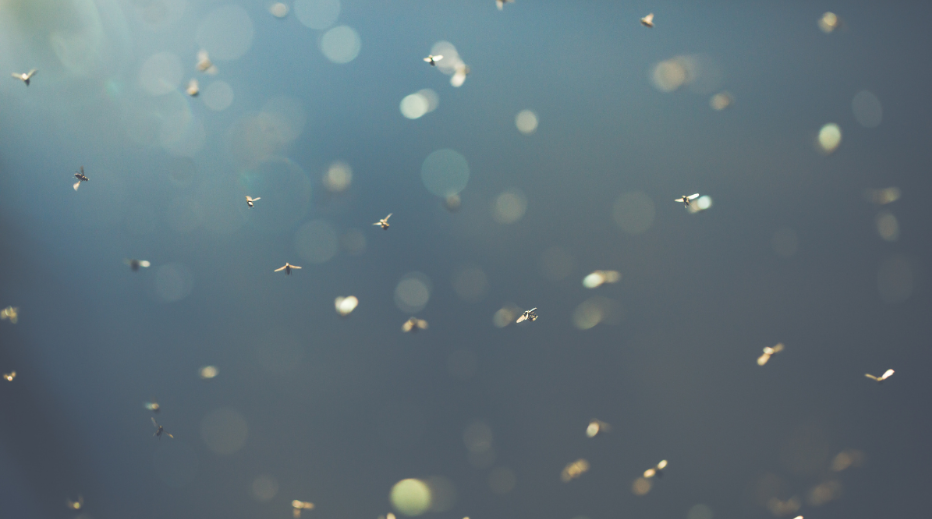 Gnats are an Underrated Annoyance; Here’s How We Can Help