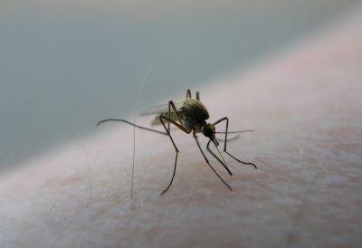 Greater Atlanta Mosquito Control