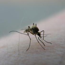 mosquito