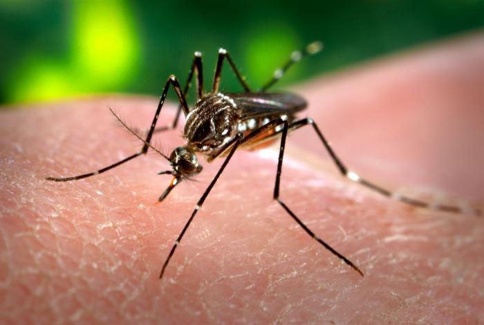 Could a New Mosquito Species Pop Up in Your Backyard? It Happens.