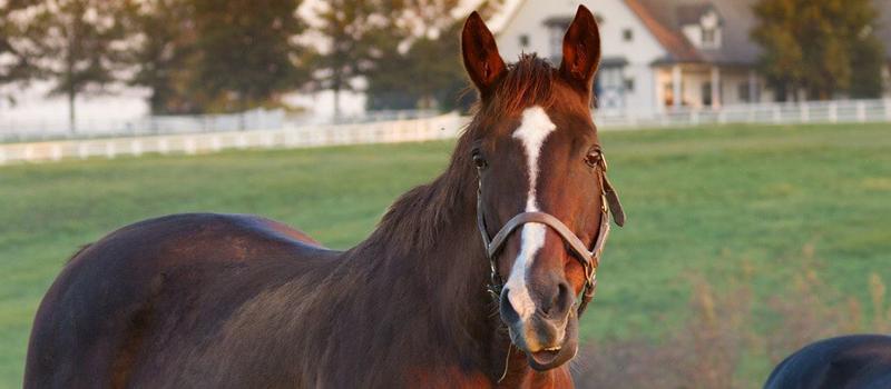 The Triple E Horse Vaccine is Saving Lives in South Carolina